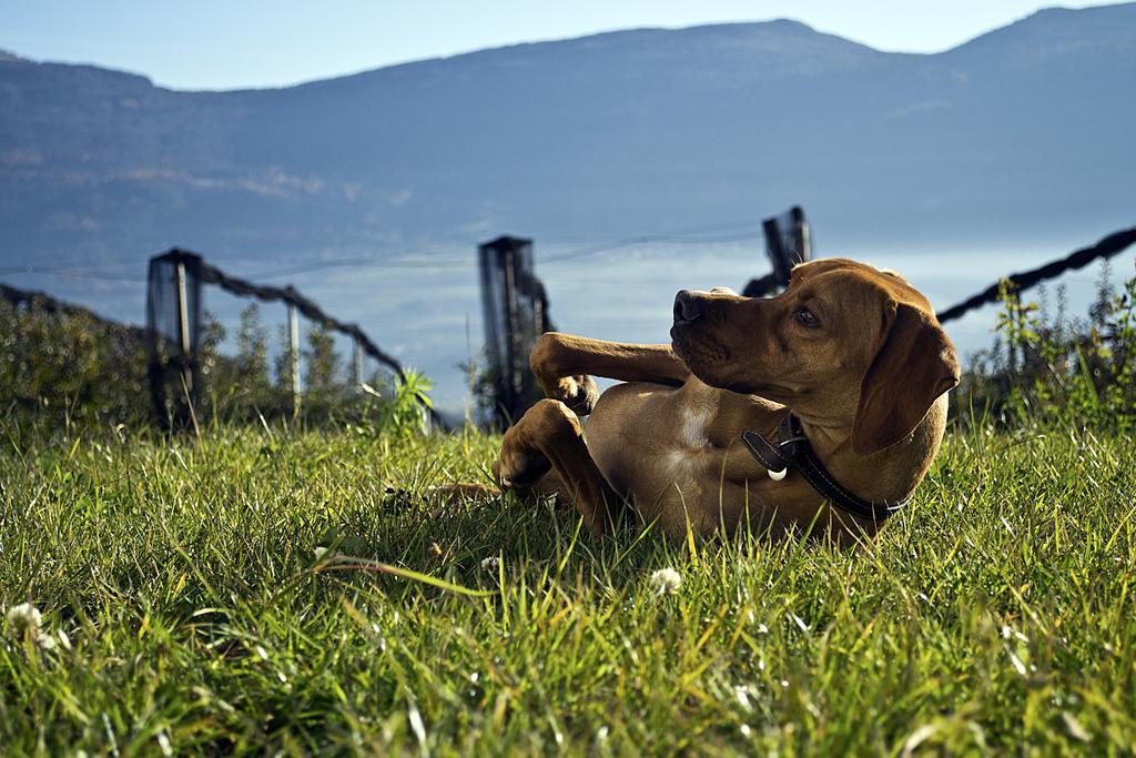 Agritur Maso Pra' Cavai B&B Balbido-rango Kültér fotó